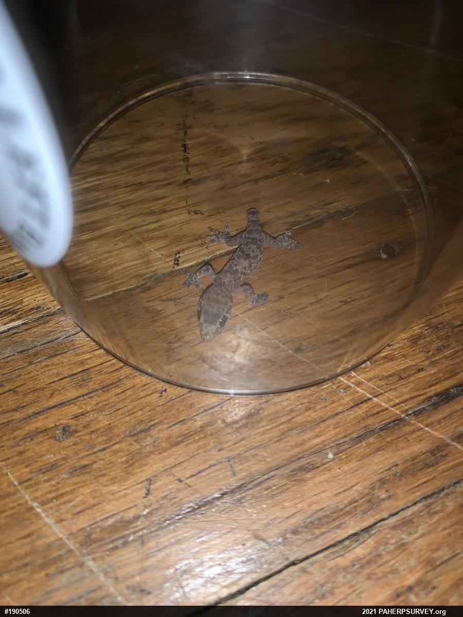 Mediterranean House Geckos