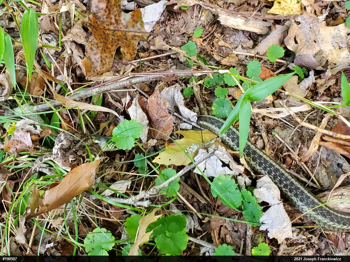 Eastern American Toad