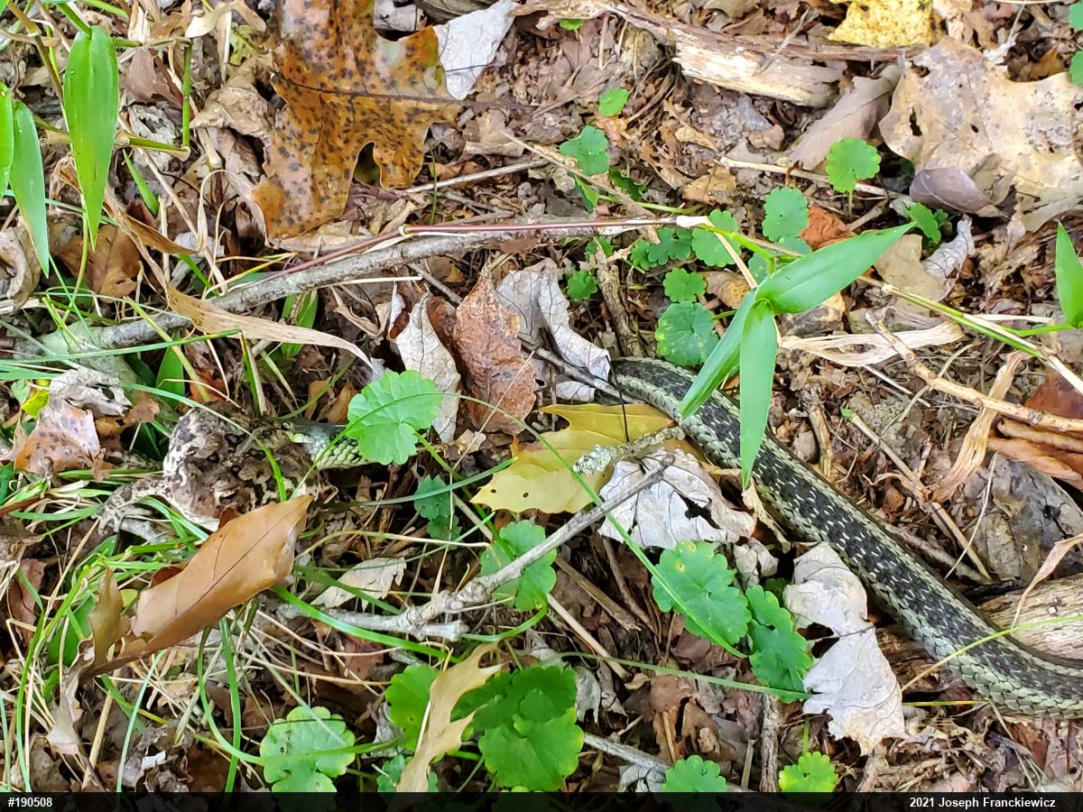 Eastern Gartersnake
