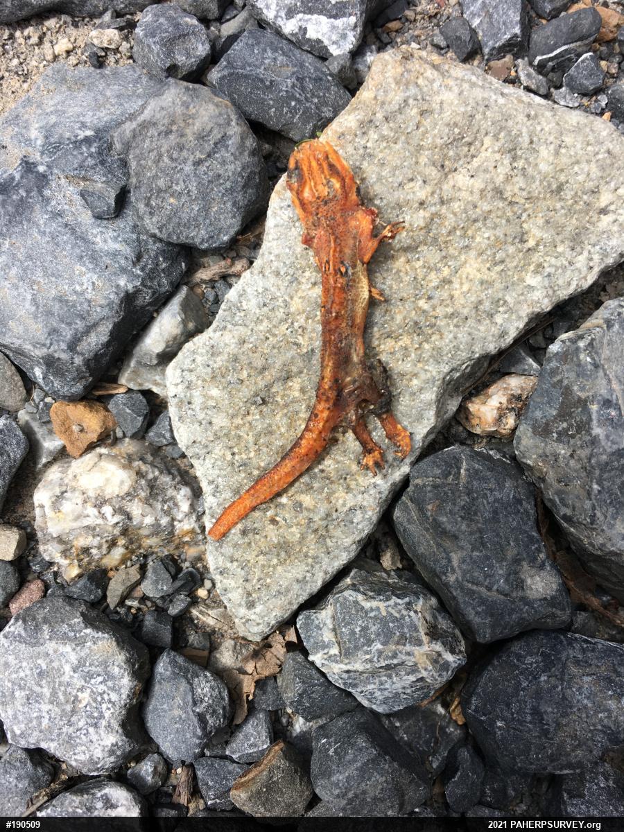 Red-spotted Newt
