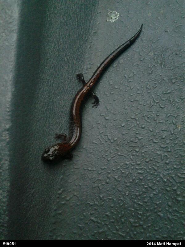Eastern Red-backed  Salamander