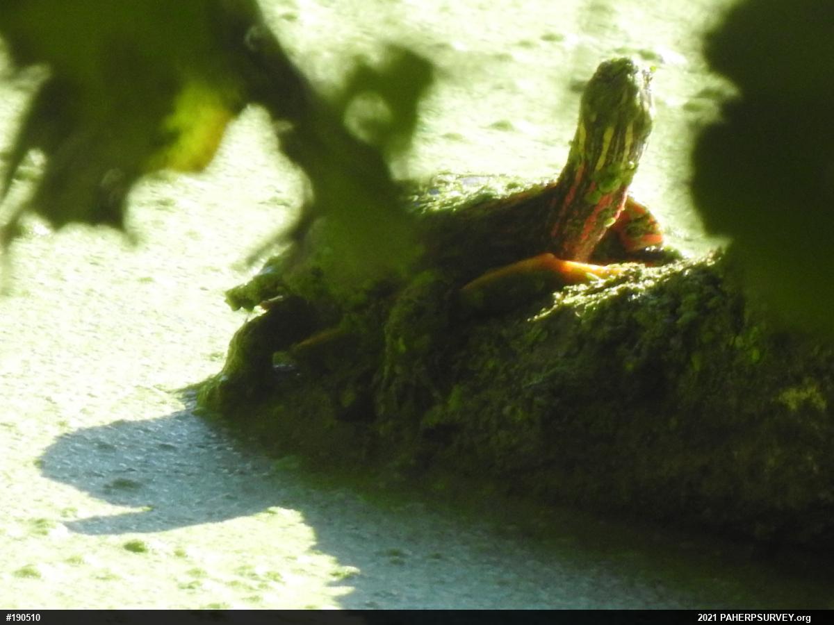 Painted Turtle