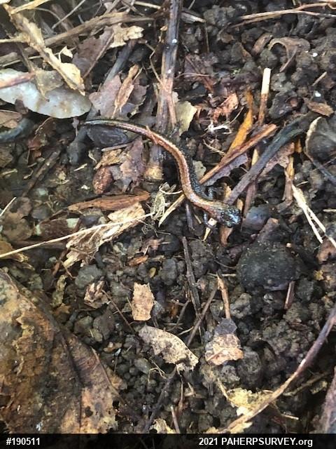 Eastern Red-backed  Salamander