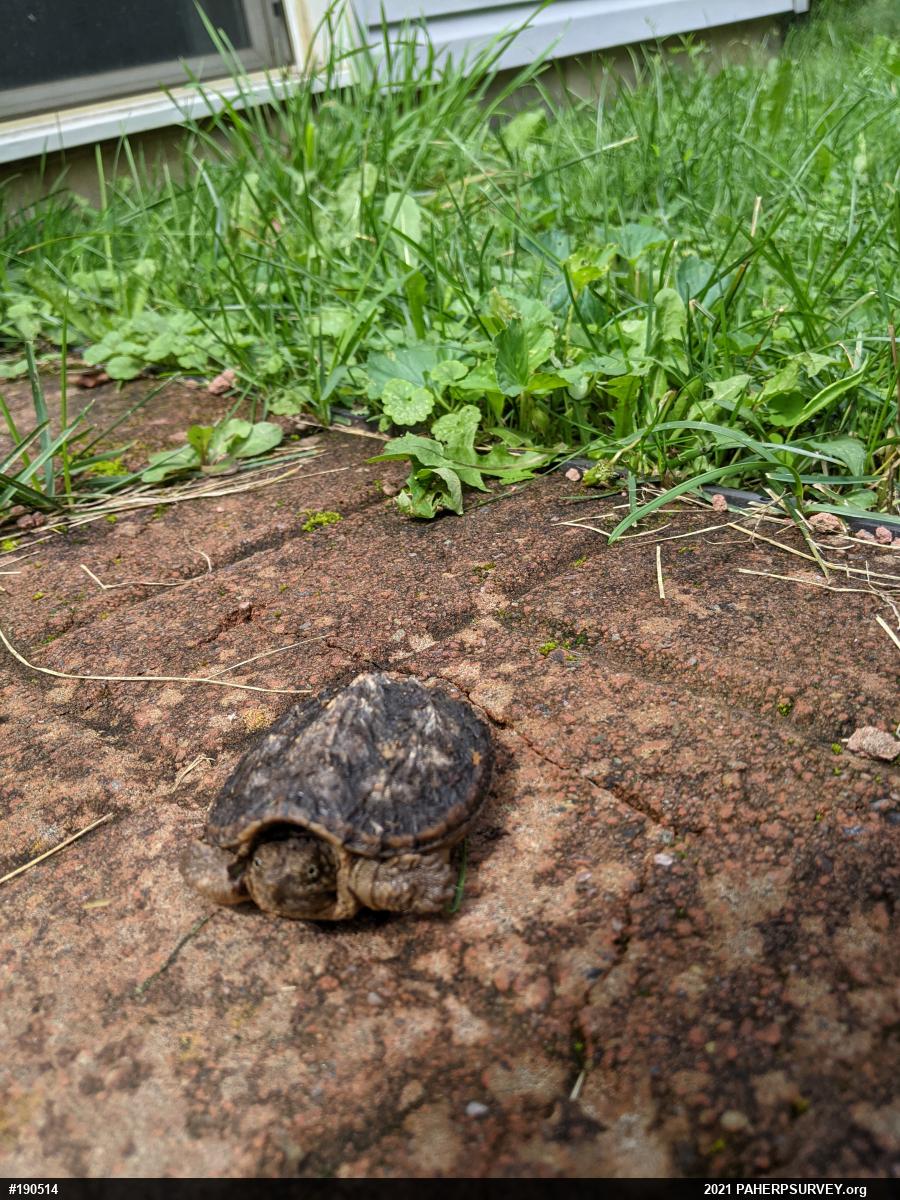 Snapping Turtle