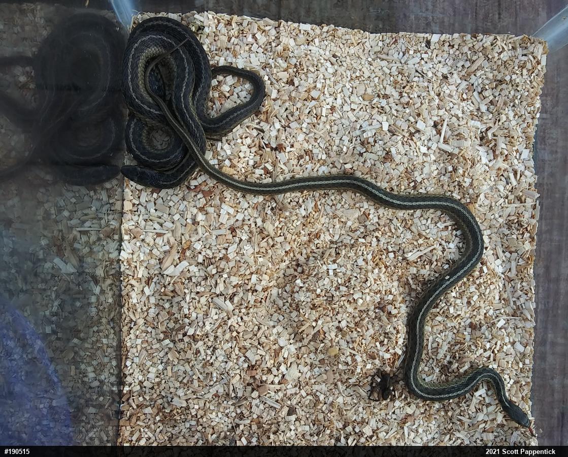 Eastern Gartersnake