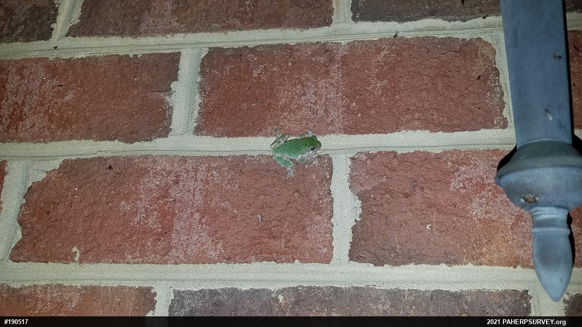 Unknown Gray Treefrog