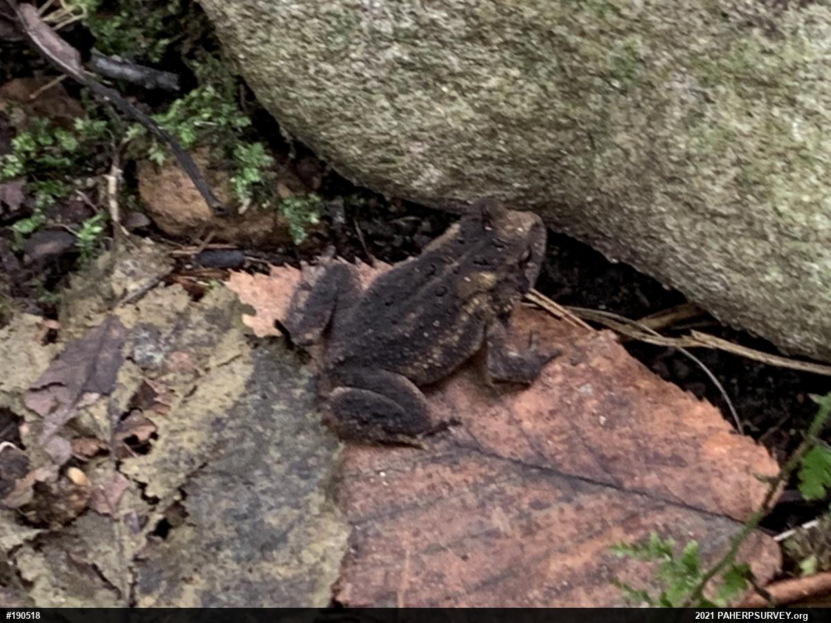 Eastern American Toad