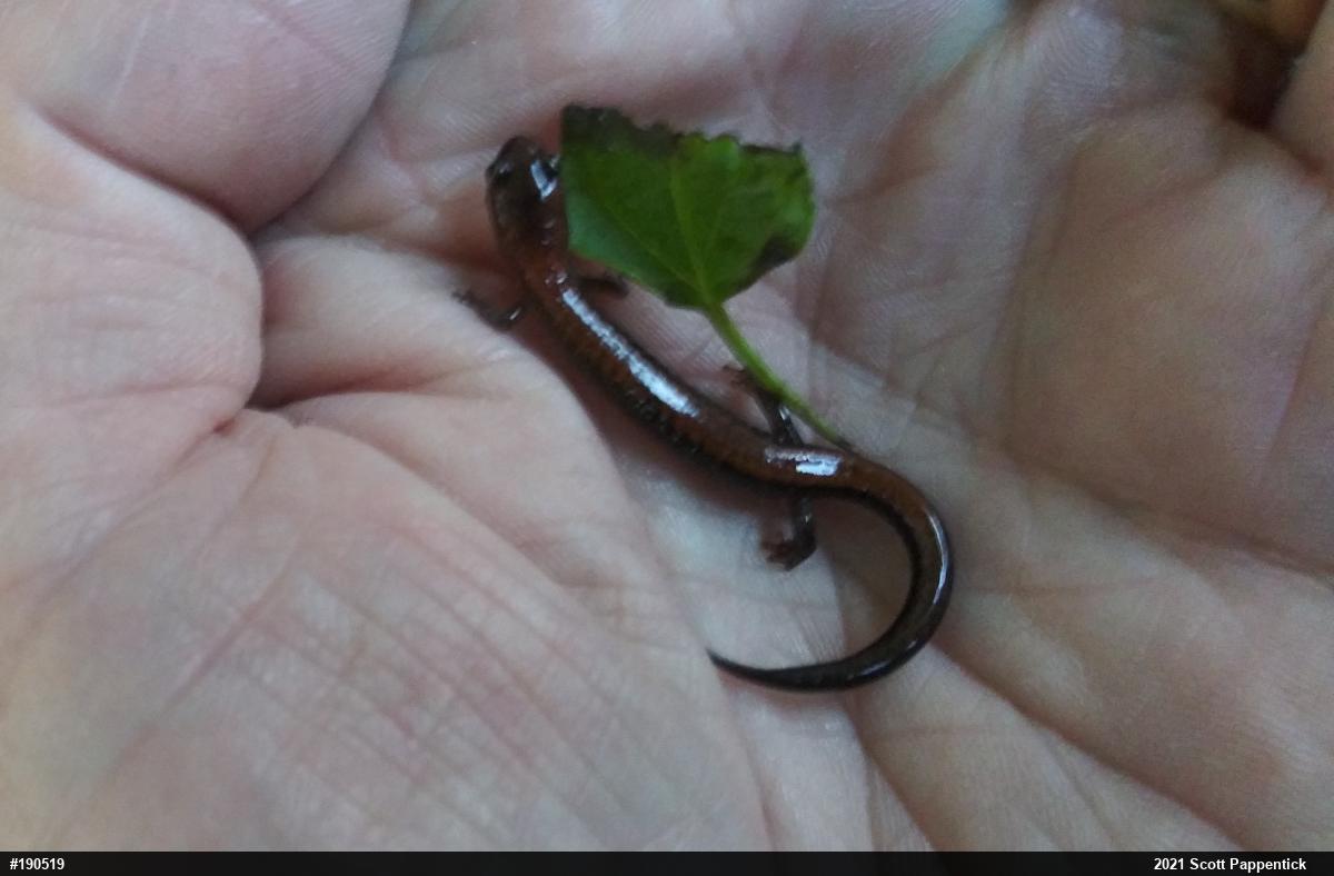 Eastern Red-backed  Salamander