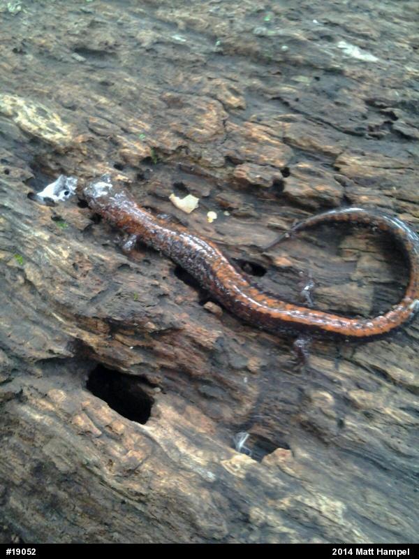 Eastern Red-backed  Salamander