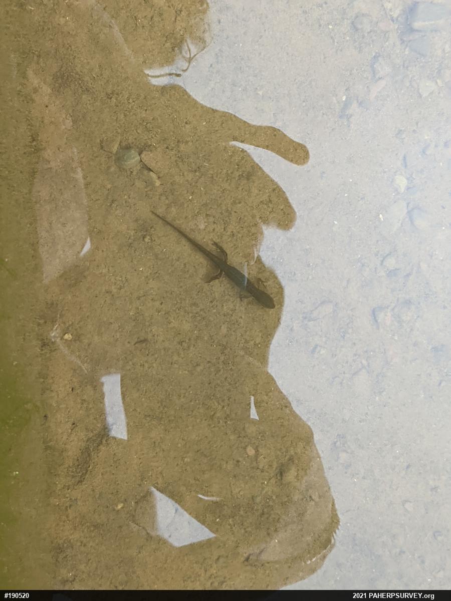 Red-spotted Newt