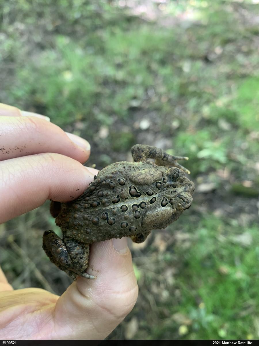Eastern American Toad