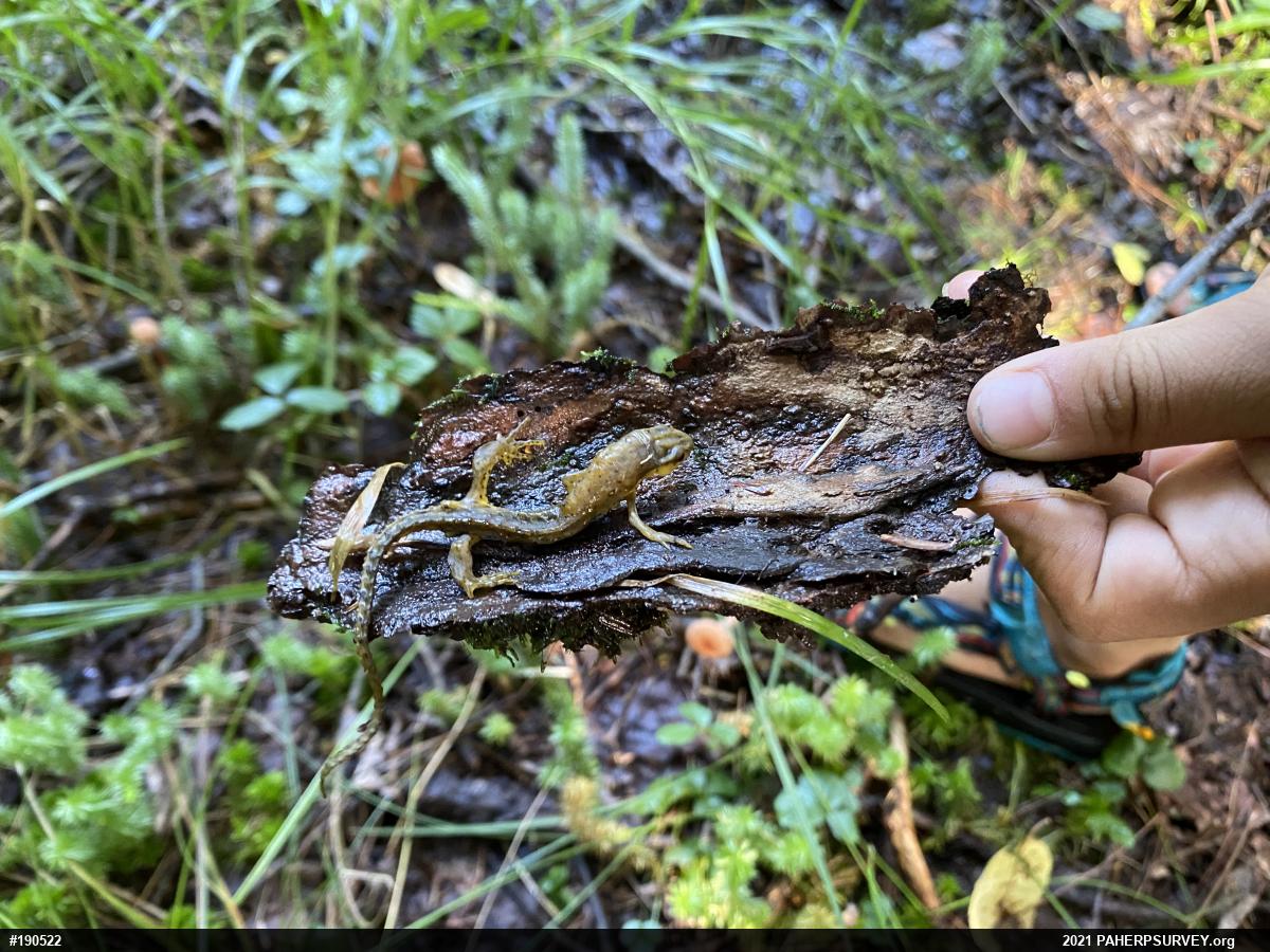 Red-spotted Newt