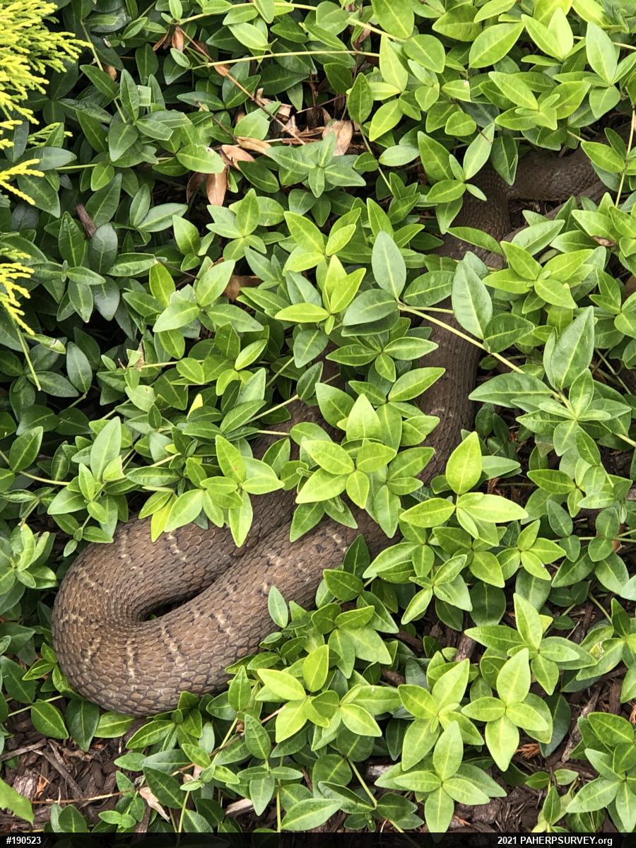 Northern Watersnake