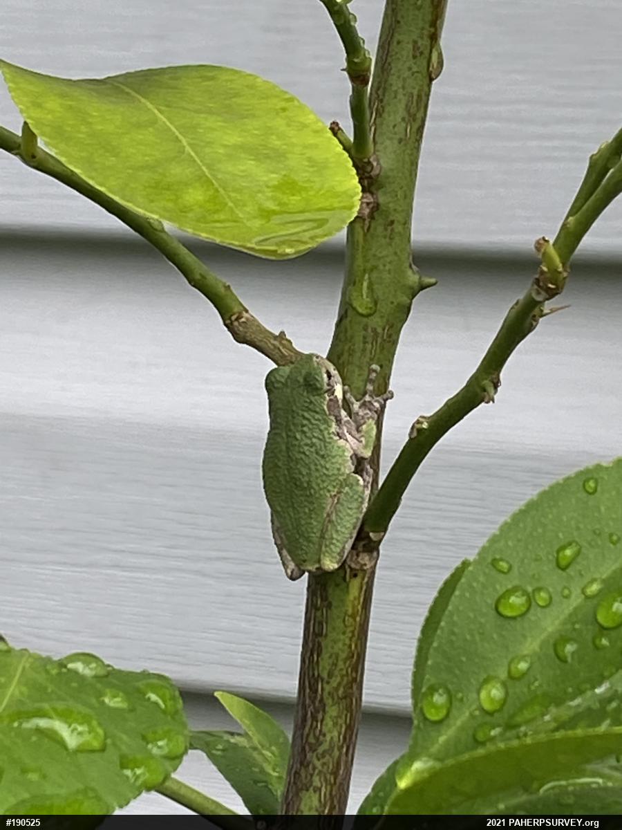 Unknown Gray Treefrog