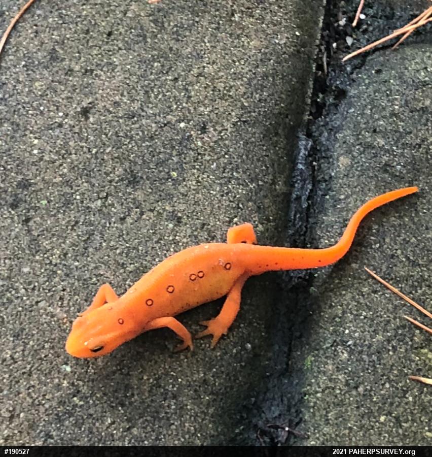 Red-spotted Newt