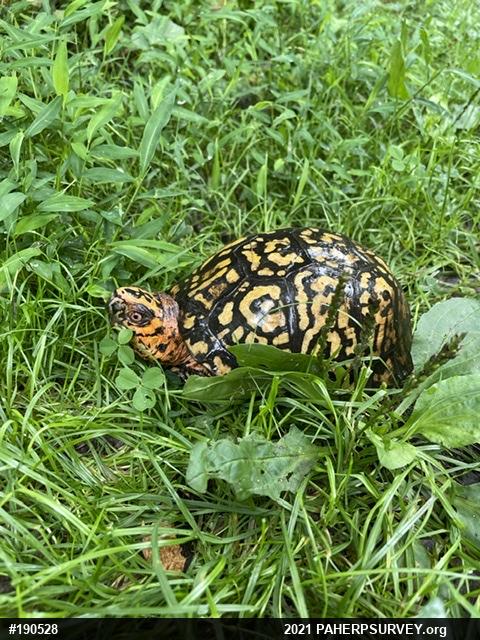 Eastern Box Turtle