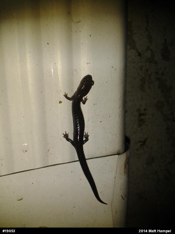 Eastern Red-backed  Salamander