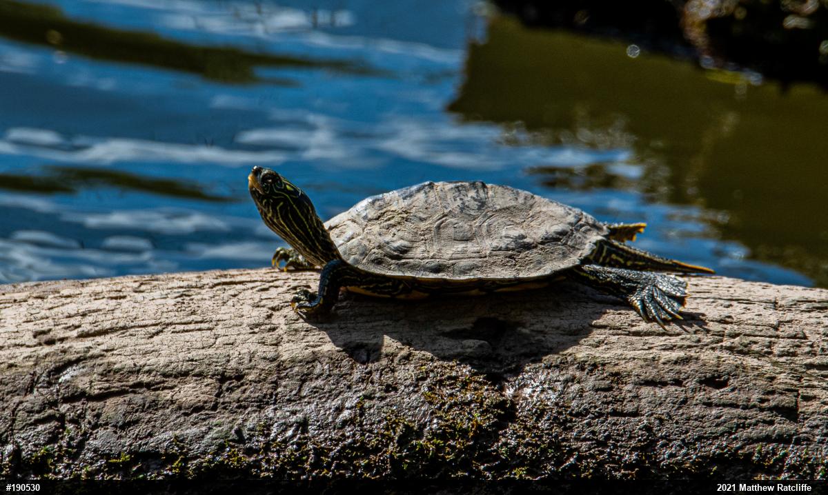 Northern Map Turtle