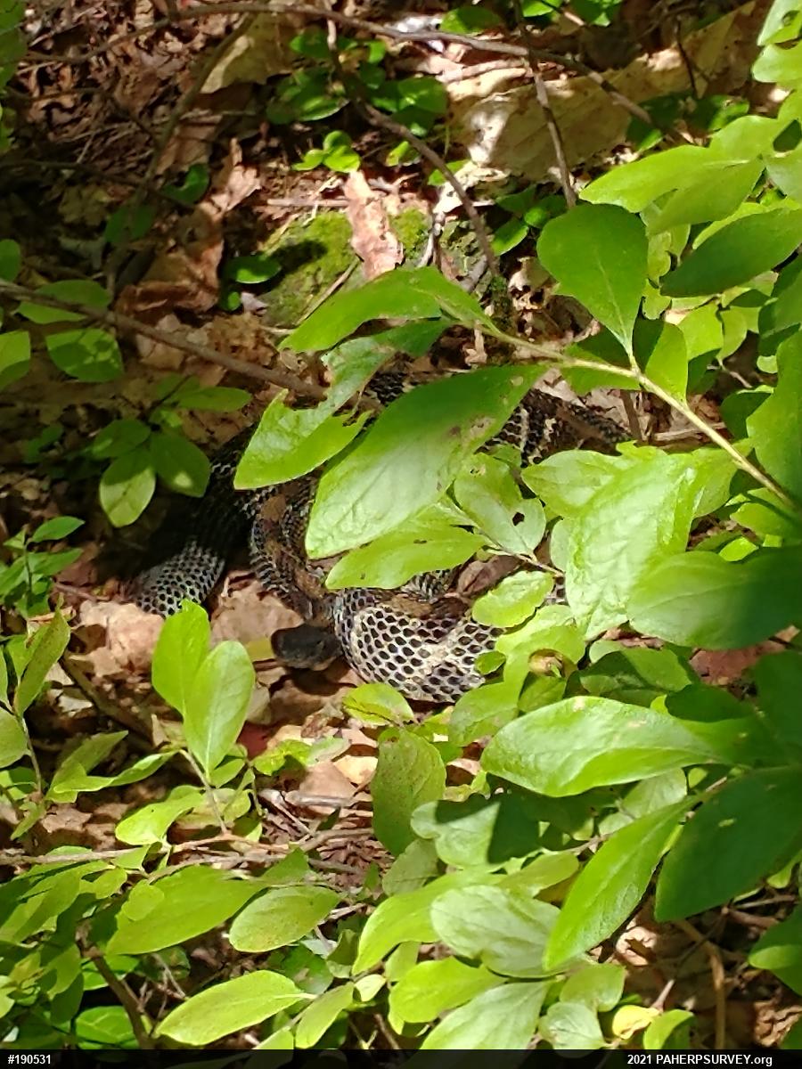 Timber Rattlesnake