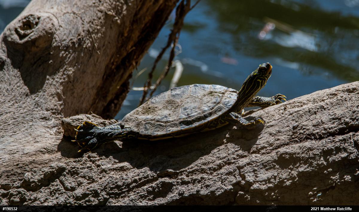 Northern Map Turtle