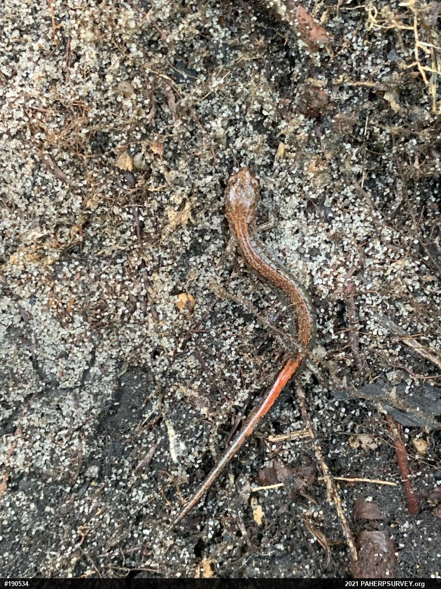 Eastern Red-backed  Salamander