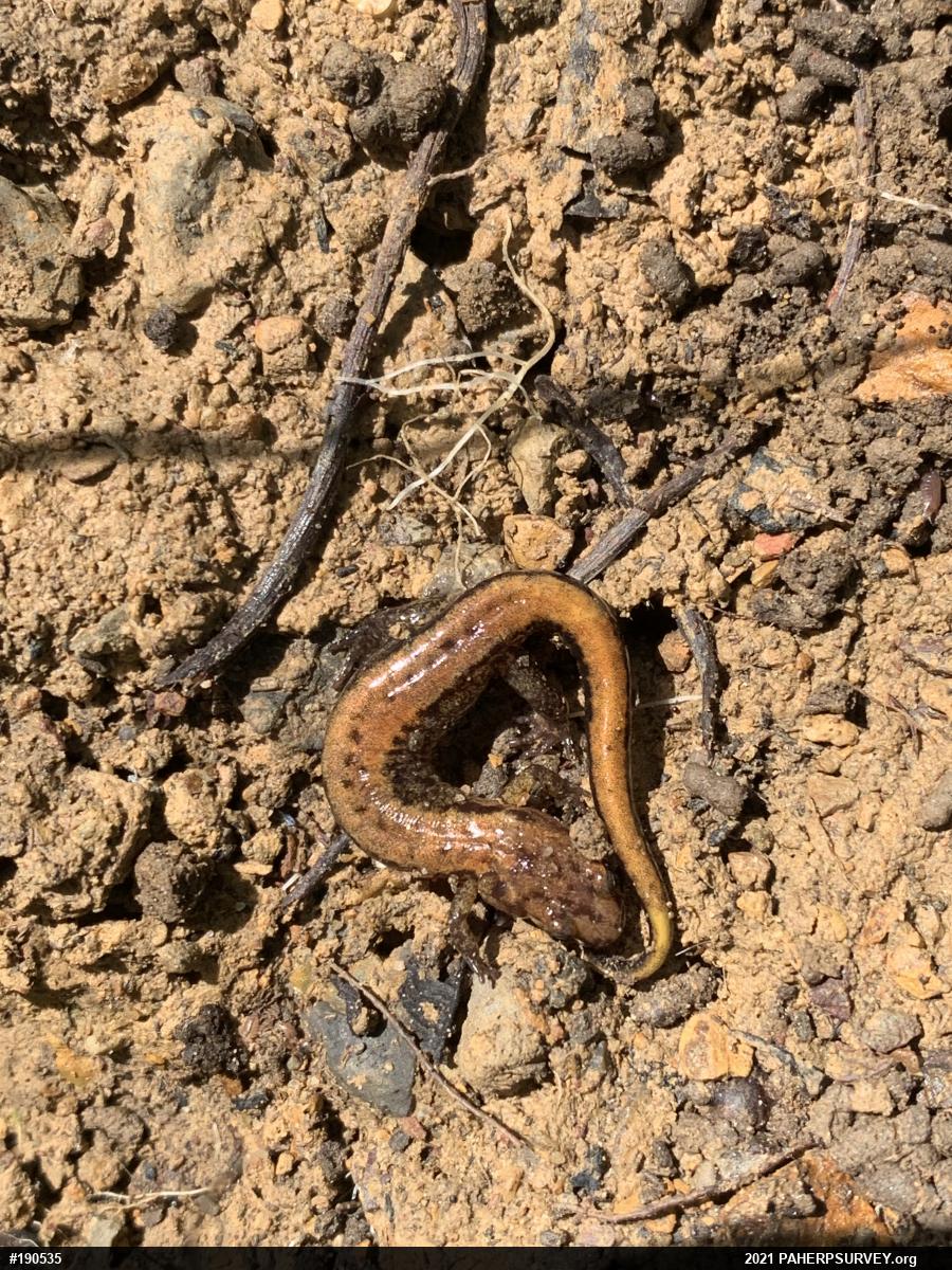 Allegheny Mountain Dusky Salamander