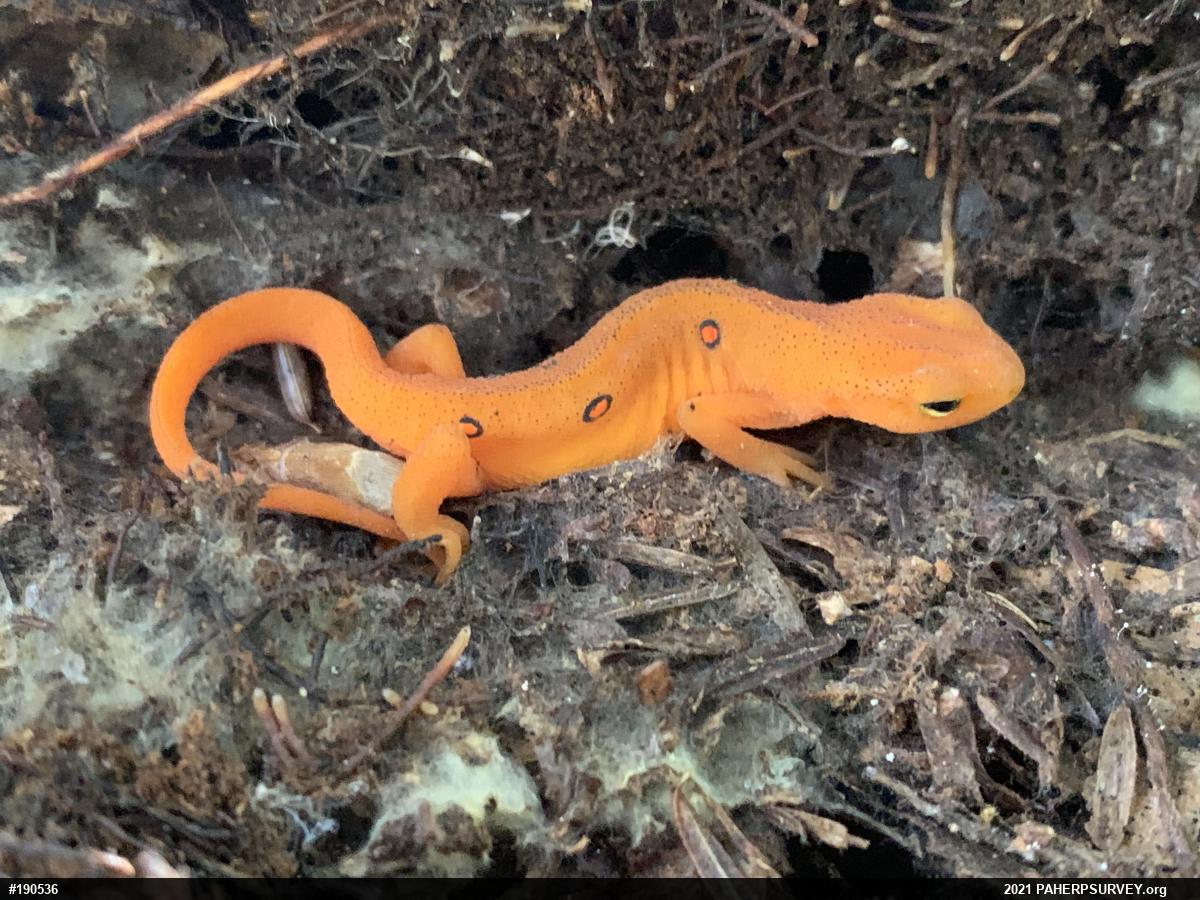 Red-spotted Newt
