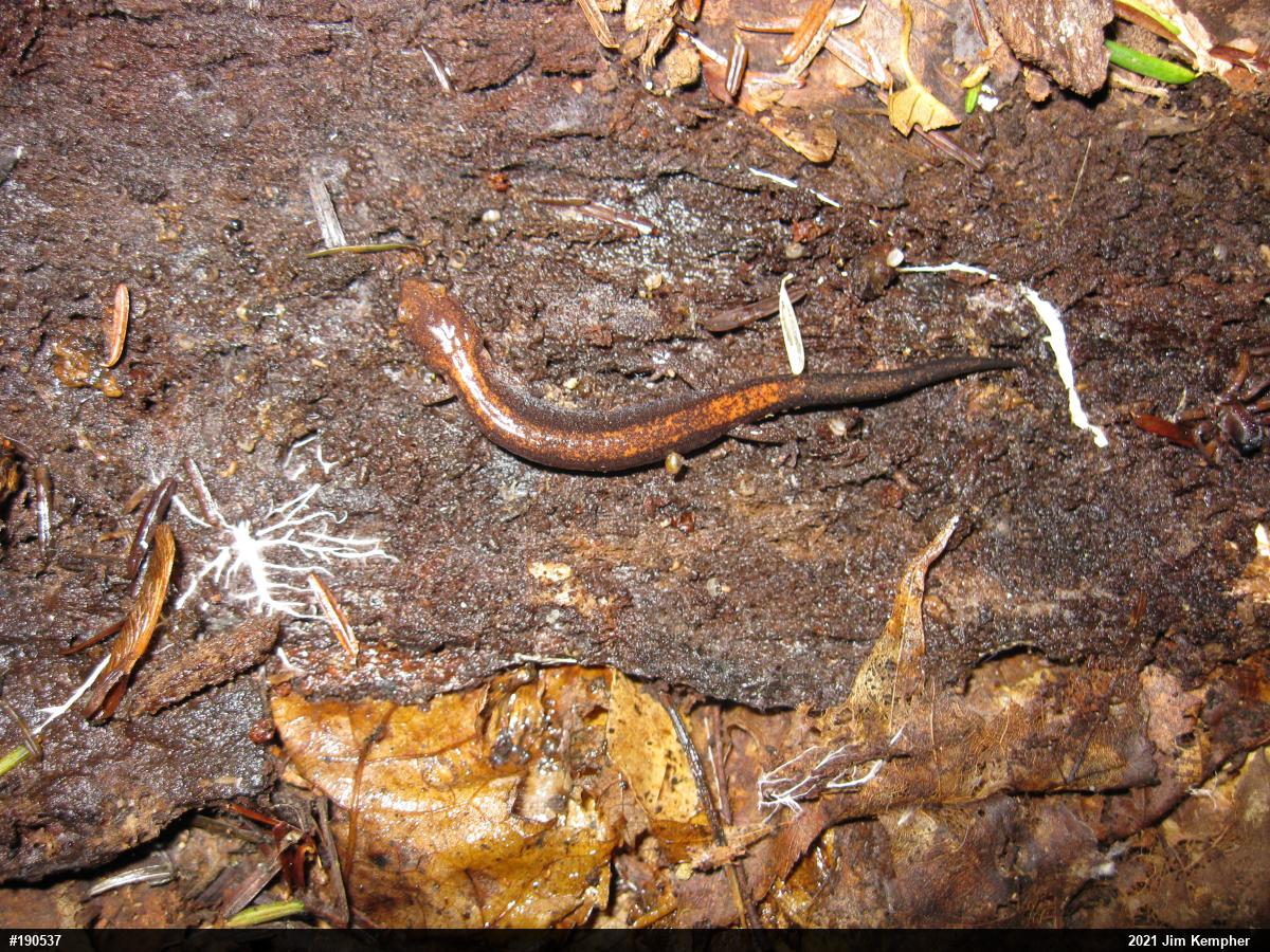 Eastern Red-backed  Salamander