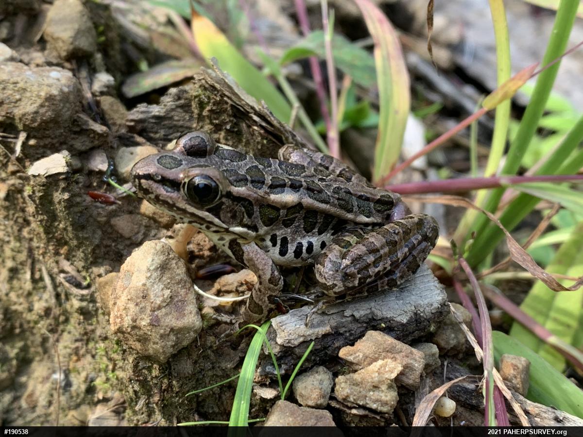 Pickerel Frog