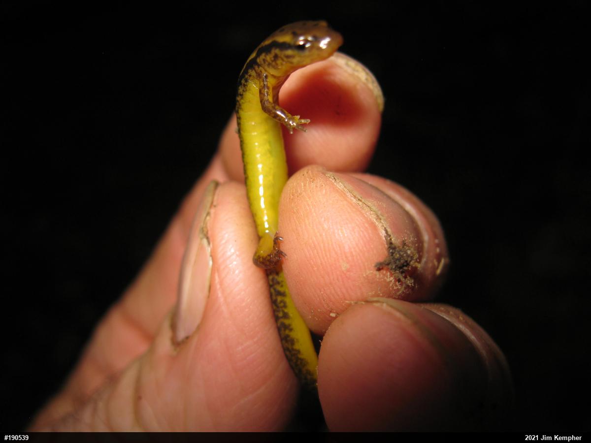 Northern Two-lined Salamander