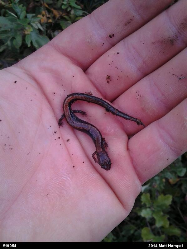 Eastern Red-backed  Salamander