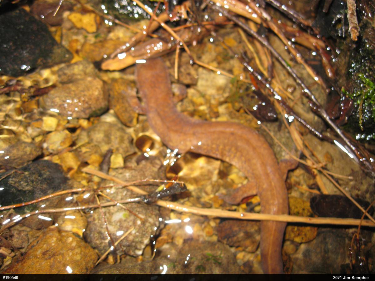Northern Spring Salamander