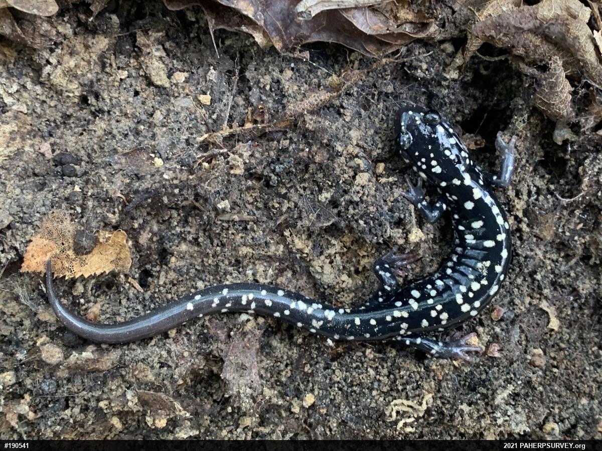 Northern Slimy Salamander
