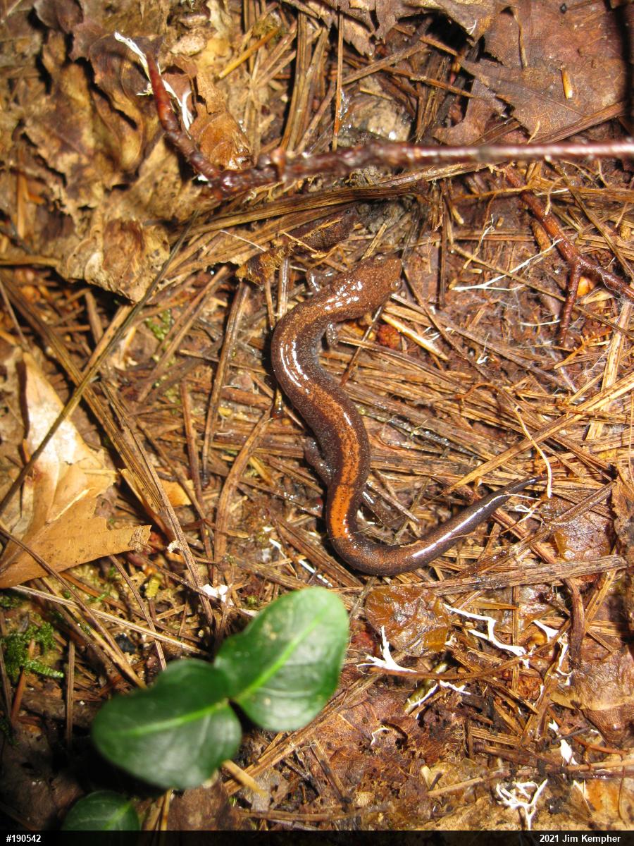 Eastern Red-backed  Salamander