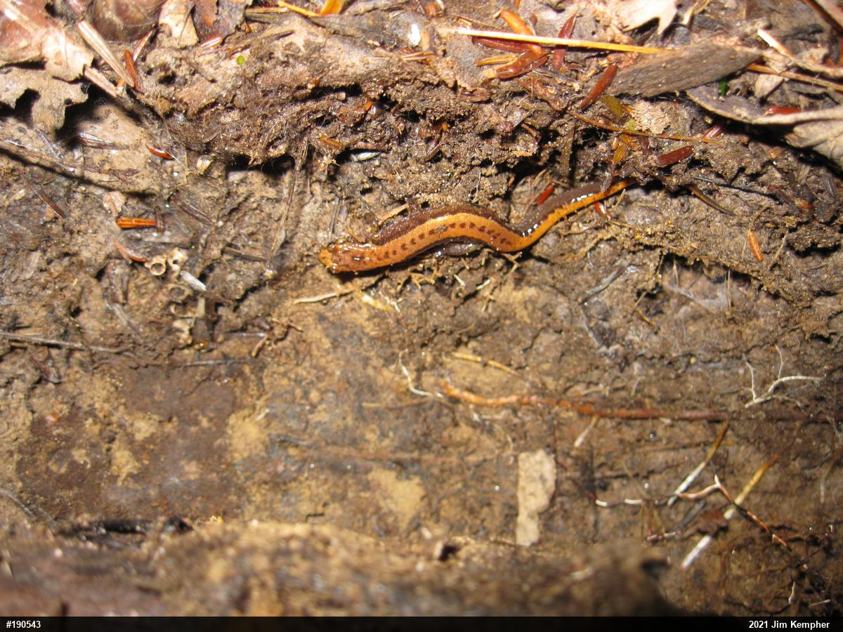 Allegheny Mountain Dusky Salamander