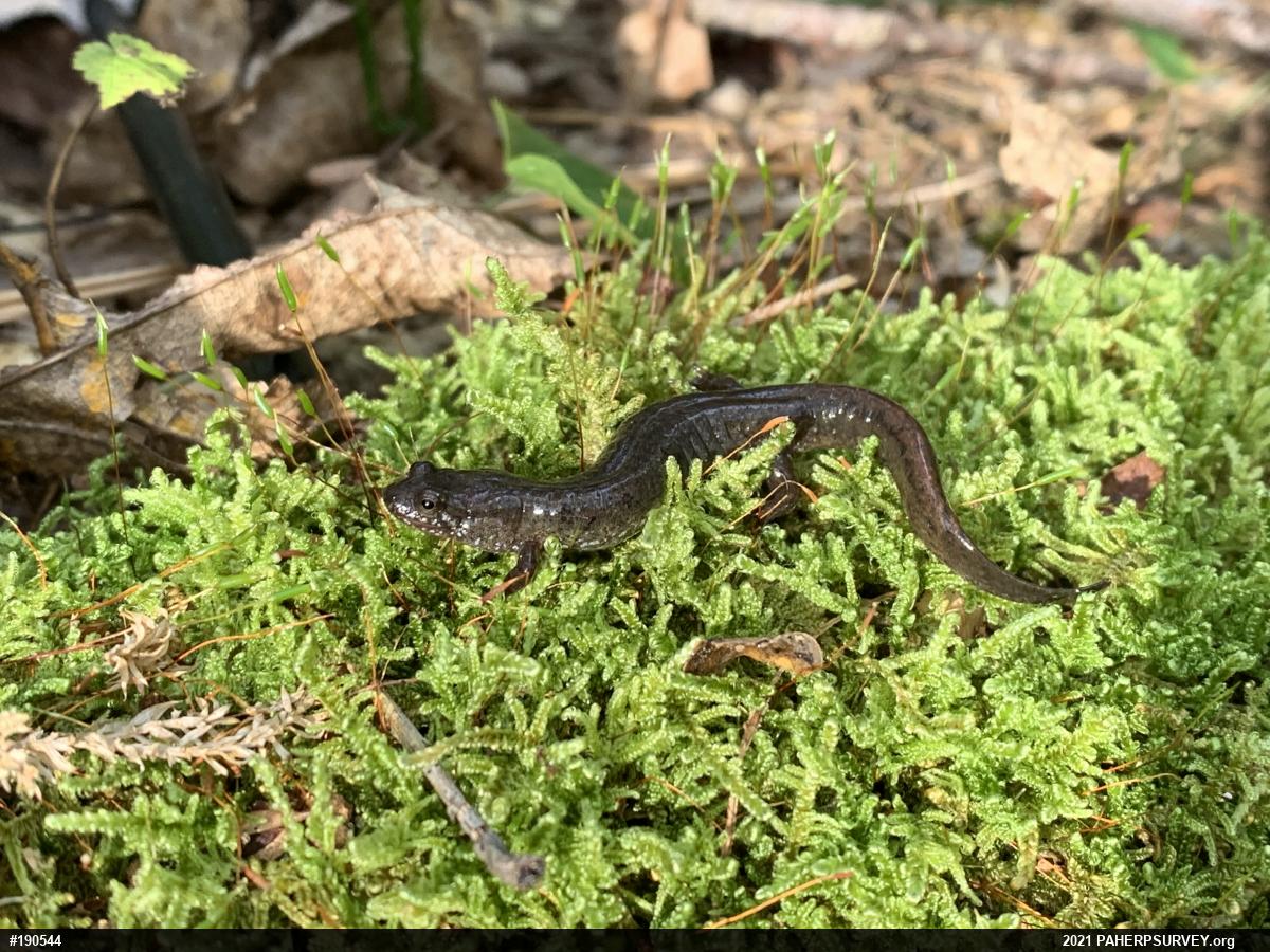 Northern Dusky Salamander