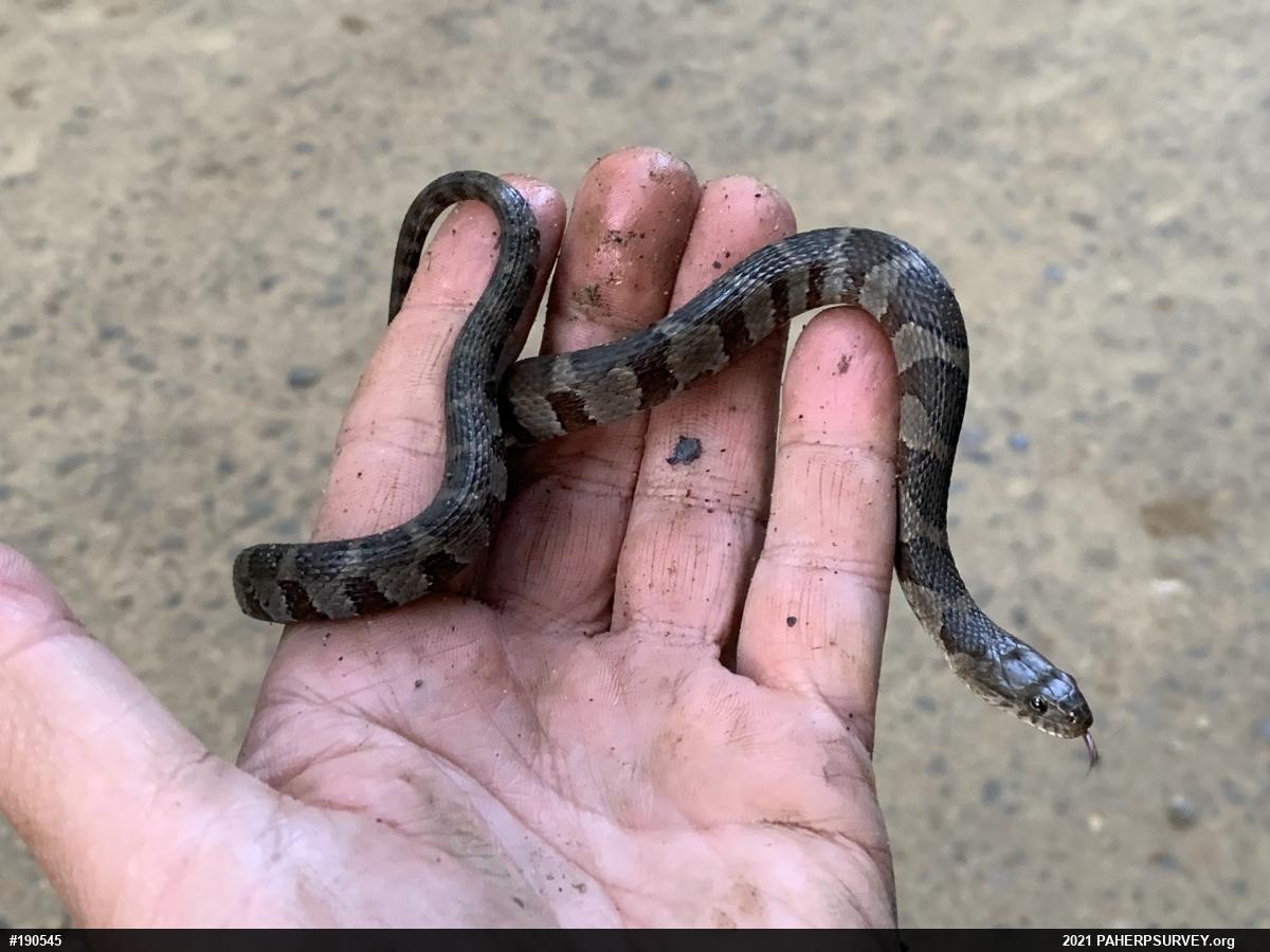 Northern Watersnake