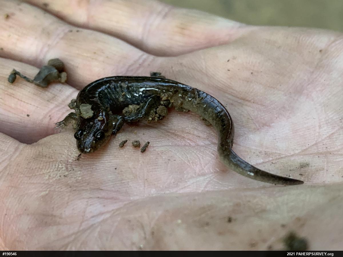 Northern Dusky Salamander