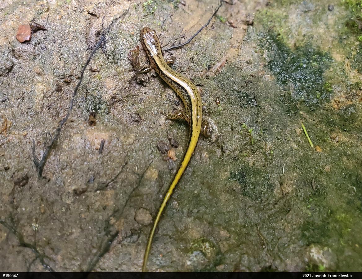 Northern Two-lined Salamander