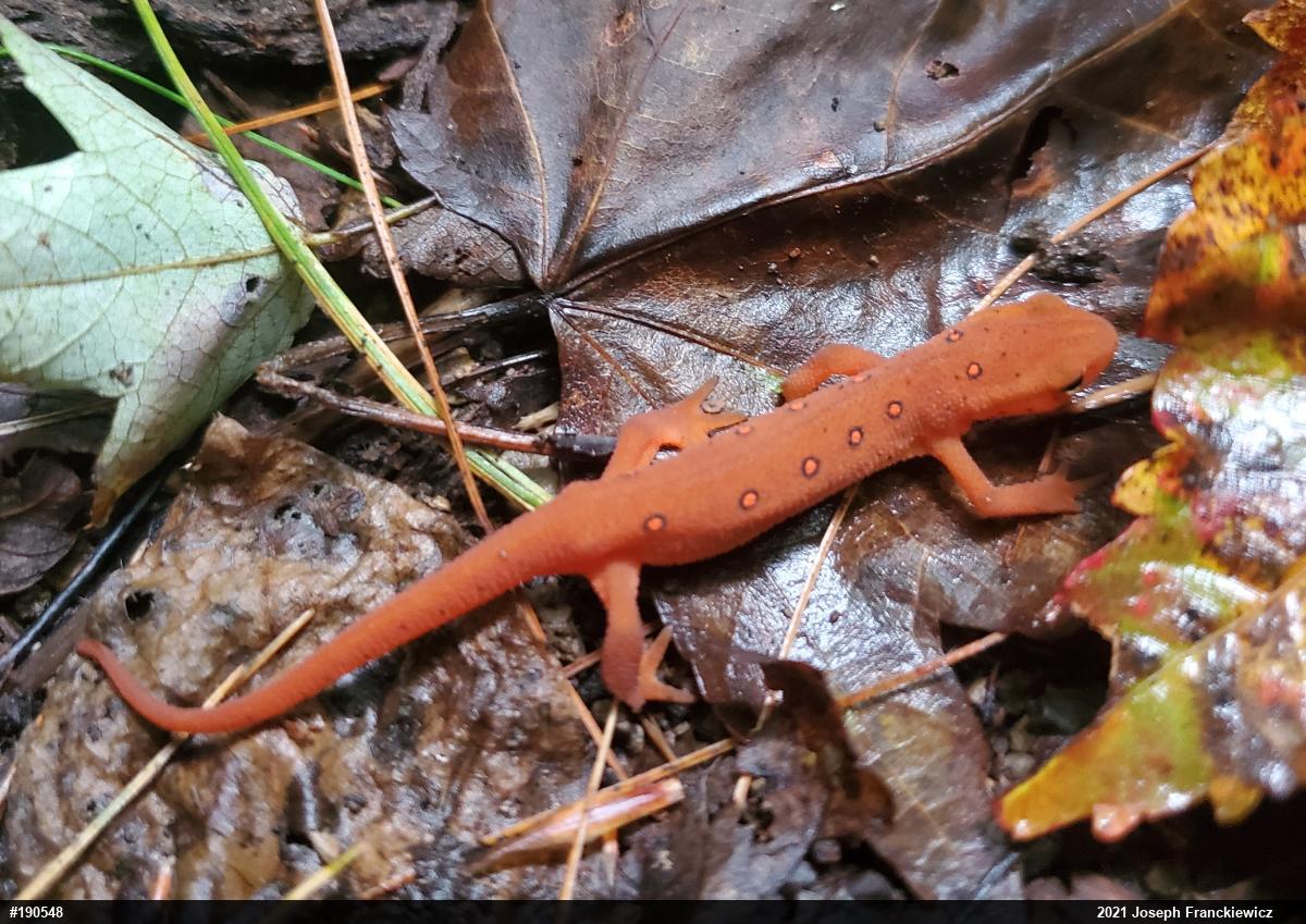 Red-spotted Newt