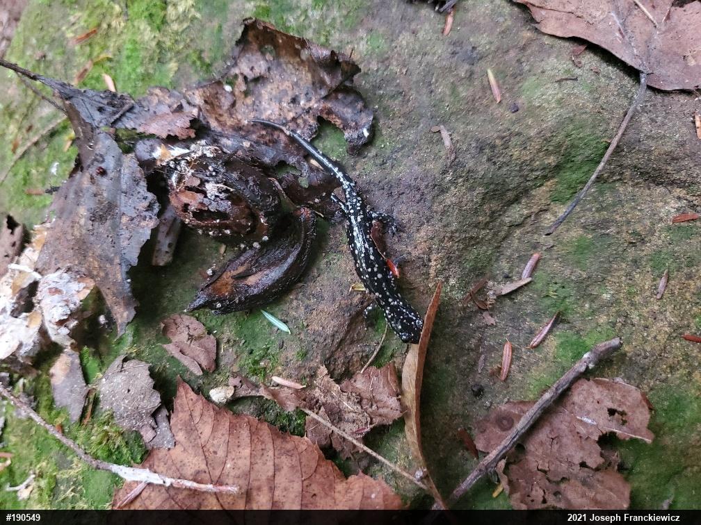 Northern Slimy Salamander