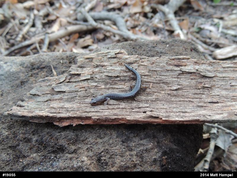 Eastern Red-backed  Salamander