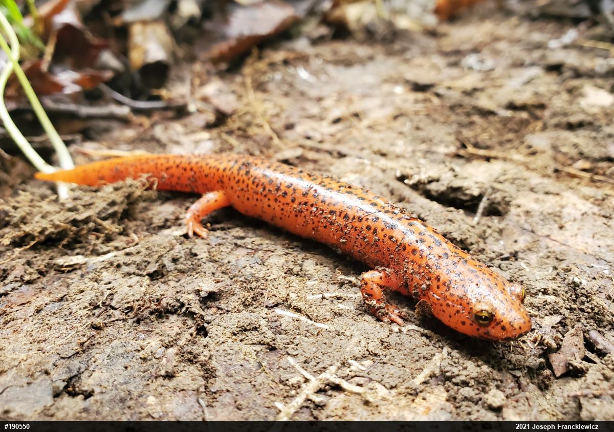 Northern Red Salamander