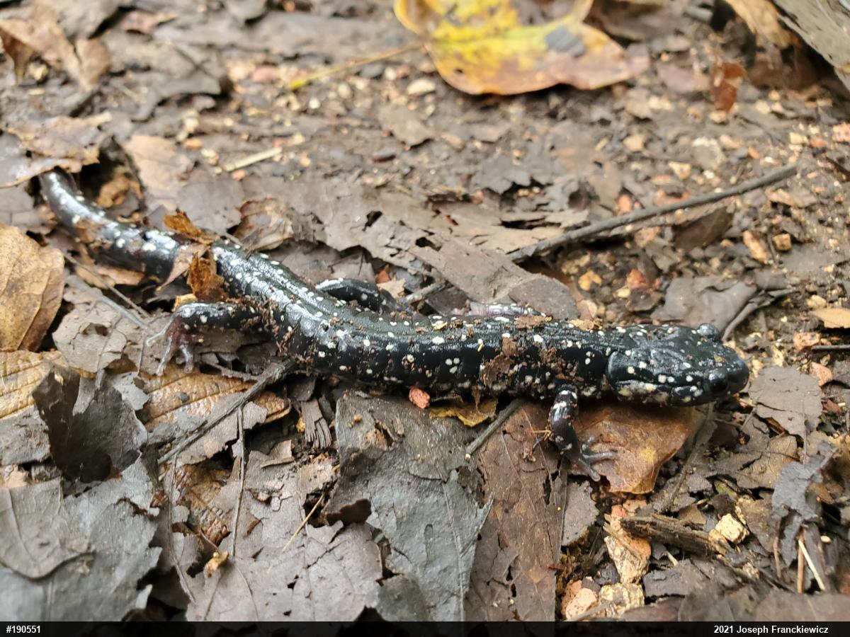 Northern Slimy Salamander