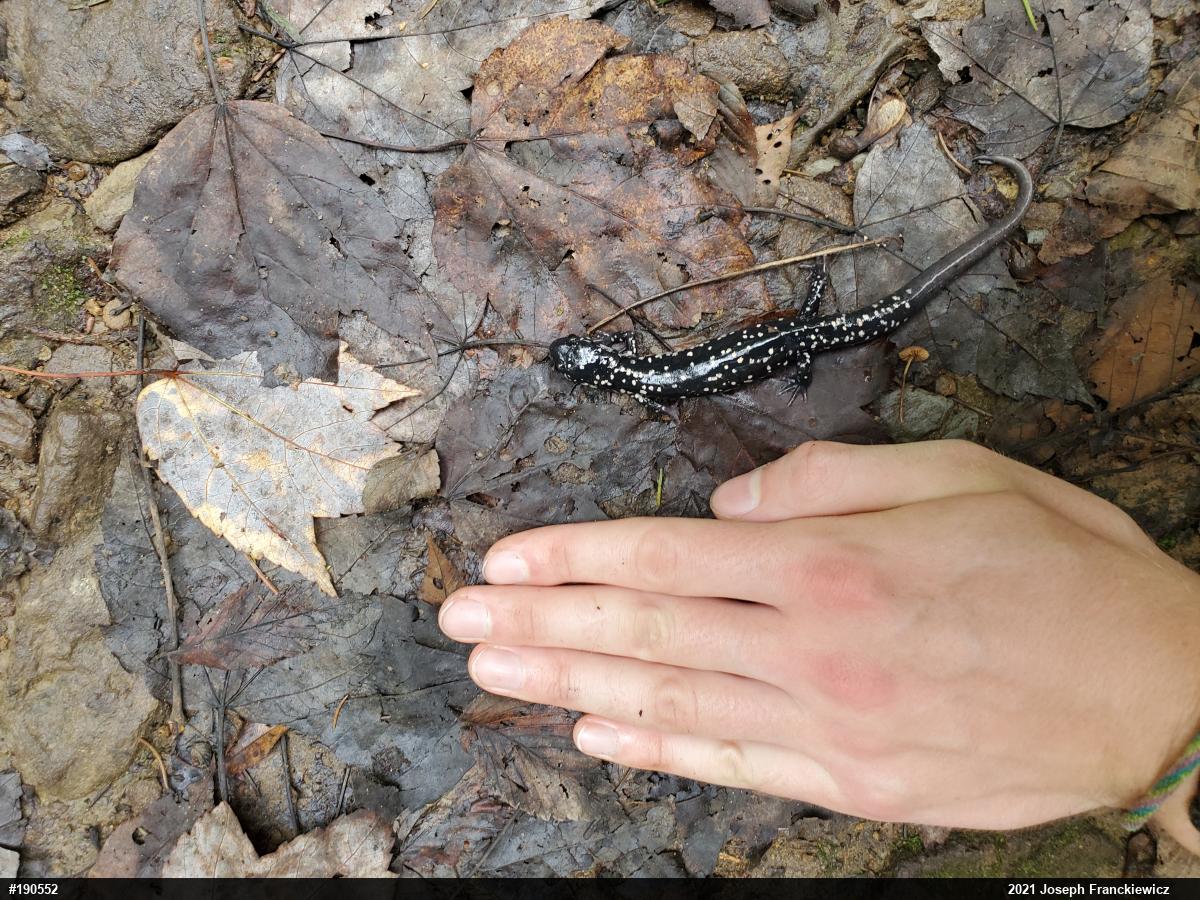 Northern Slimy Salamander