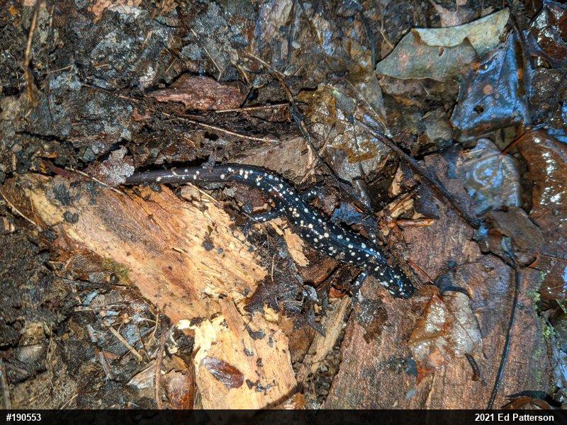 Northern Slimy Salamander