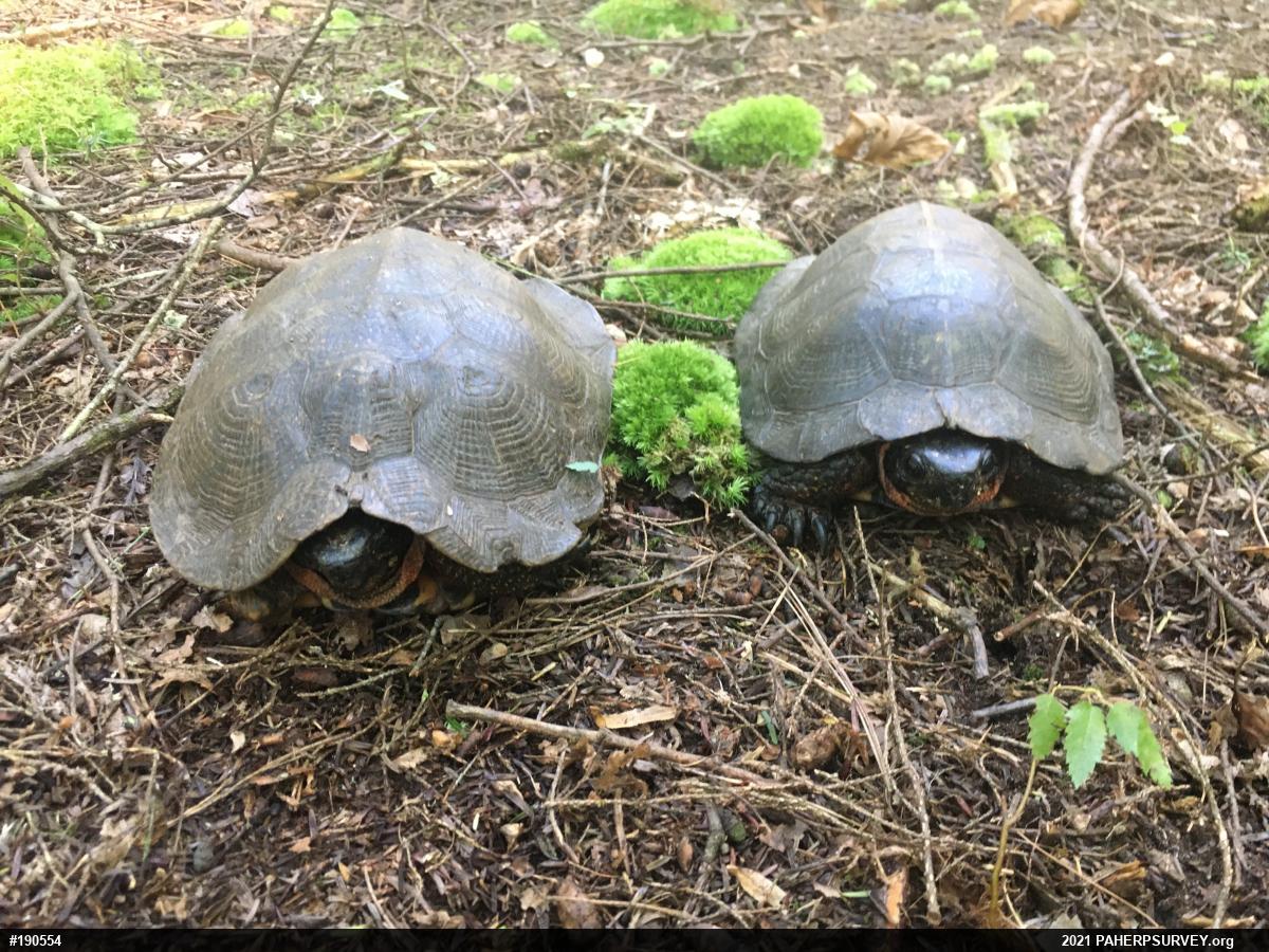Wood Turtle