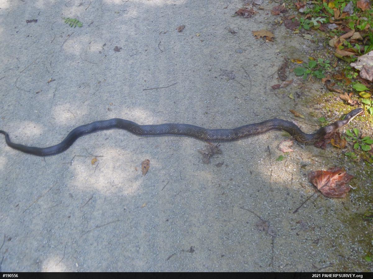 Eastern Ratsnake