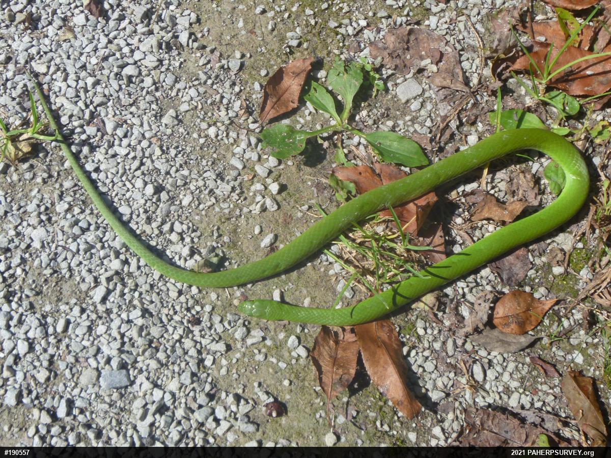Smooth Greensnake