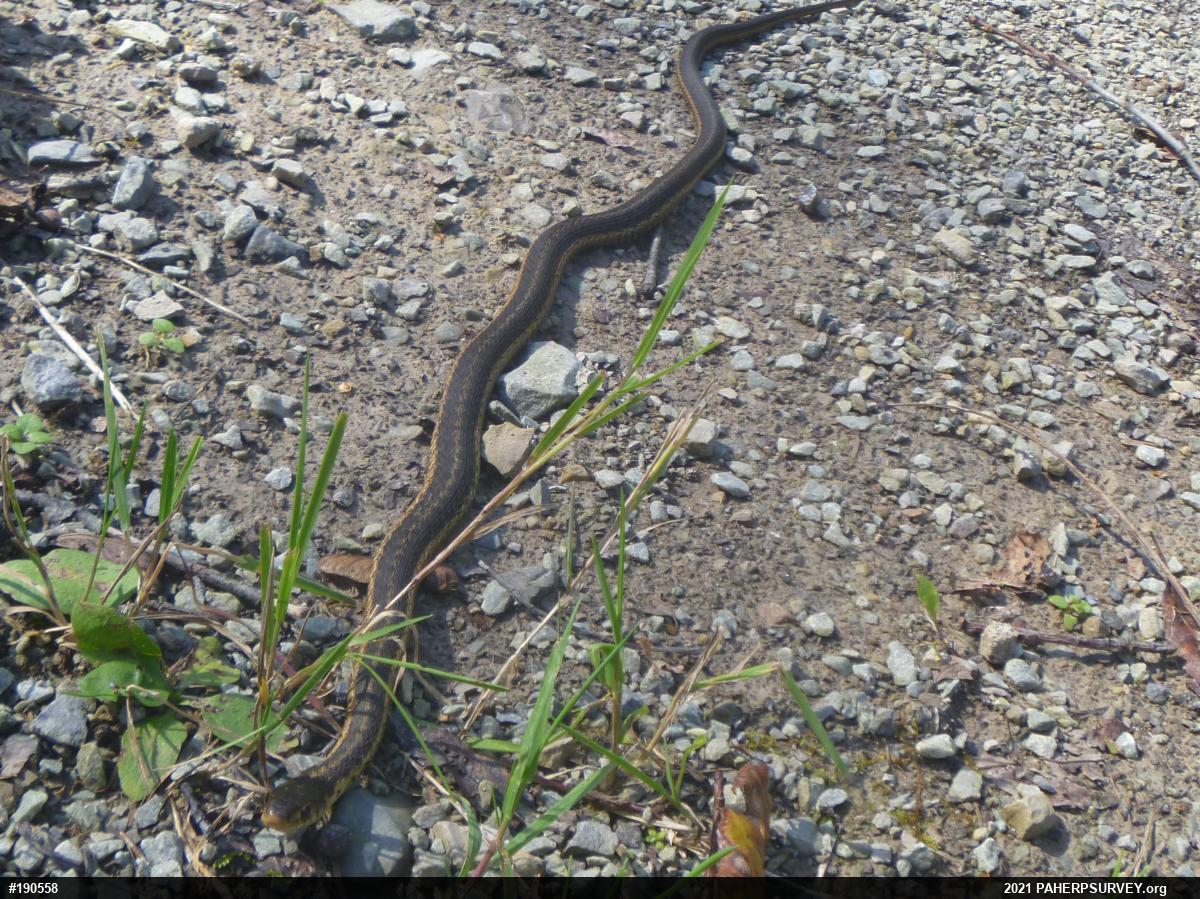 Eastern Gartersnake